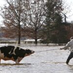 bc cattle rescue