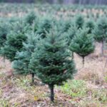 quebec christmas tree nursery