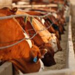 feedlot