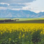 south africa farmland