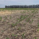 argentina soybeans