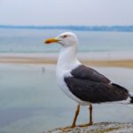 great black backed gull