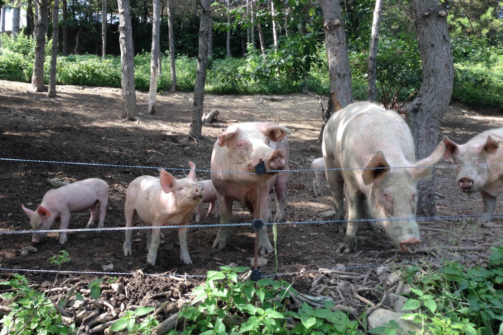 hogs in italy