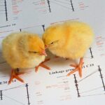 chicks