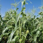corn