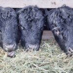 angus cattle feeding