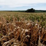 brazil corn drought