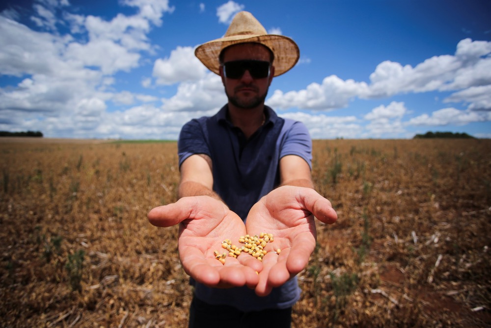 brazil soybeans