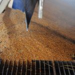corn unloading
