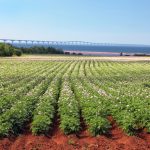 prince edward island potatoes