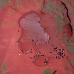 madagascar cattle