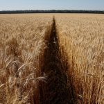ukraine wheat field