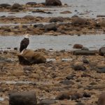 bald eagle manitoba