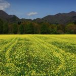 rapeseed in japan