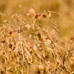 lentils in saskatchewan