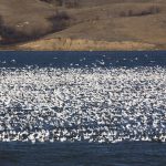 snow geese saskatchewan