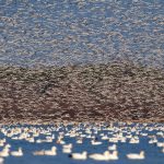 snow goose