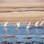 File photo of a small flock of tundra swans taking off from a grain field in early spring.