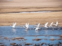 File photo of a small flock of tundra swans taking off from a grain field in early spring.