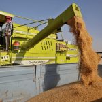 india wheat harvest