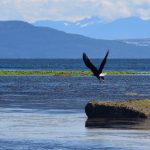 vancouver island eagle