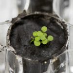 plants in moon soil