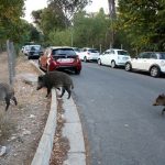 wild boars roam in rome