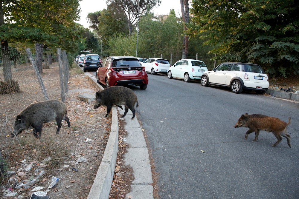 wild boars roam in rome