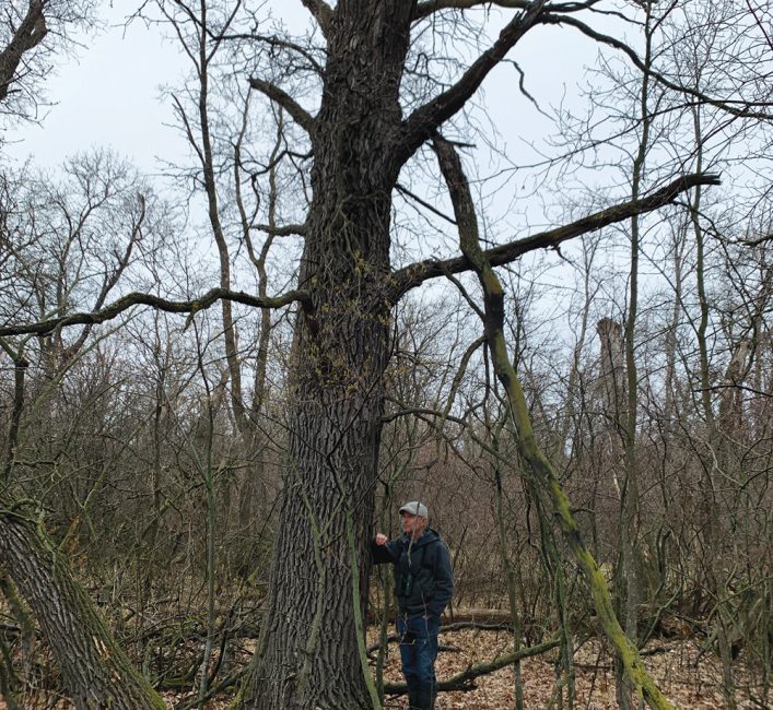 oak tree