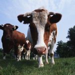 closeup of a cow with horns, blue sky and trees in the background