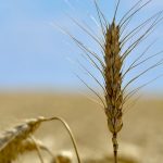 head of wheat