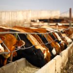 Cattle feeding in a feedlot.