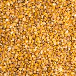 A lot of corn kernels