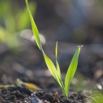 barley seedling