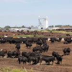 Cattle in a Kansas feedlot