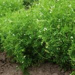 lentil crop
