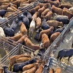 cattle at an auction