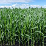 manitoba corn 2022