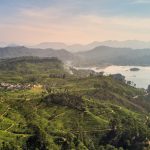 sri lanka tea