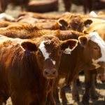 calves in feedlot