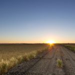 alberta barley
