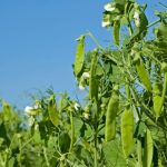 A crop of field peas