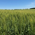 wheat saskatchewan 2022