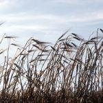 barley