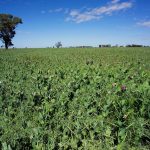 australia field peas NSW