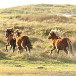sable island wild horses