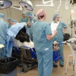 horse surgery