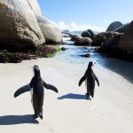 african penguins