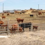 cattle feedlot alberta