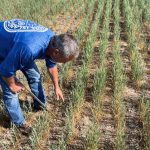 kansas winter wheat drought